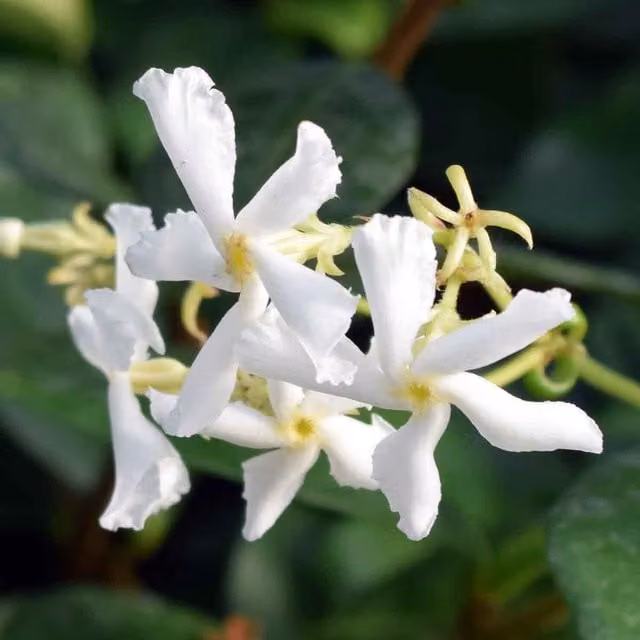 Plants By Post Trachelospermum asiaticum Bella Creamy White Outdoor Climbing Plant