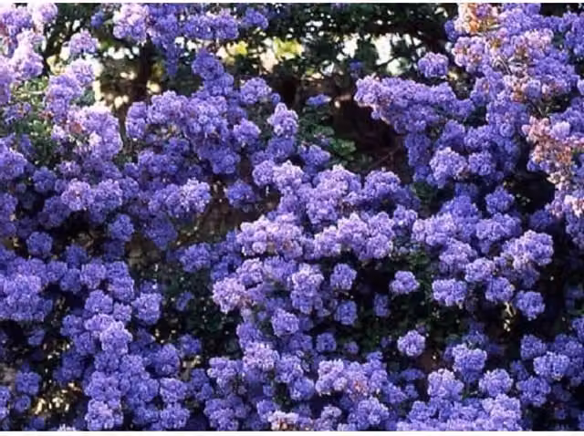 Direct Plants Ceanothus Dentatus Blue Lilac Evergreen Ornamental Shrub, Height: 152.4 cm