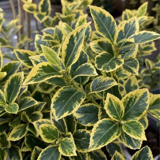 Plants By Post Euonymus Aureomarginatus Evergreen Ornamental Shrub, Green and Gold
