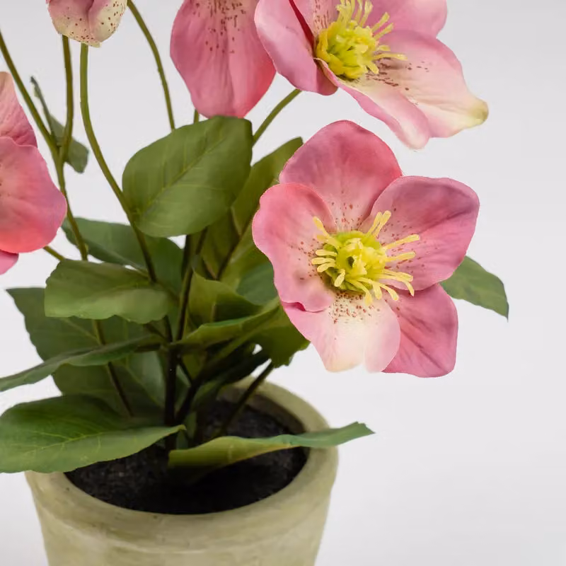 Scottish Everlastings Ltd Pink Hellebore Potted Floral Ceramic Tabletop Plant – 2