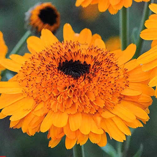 Thompson and Morgan Calendula Crown Orange English Marigold Flower Seeds, 50 Seeds