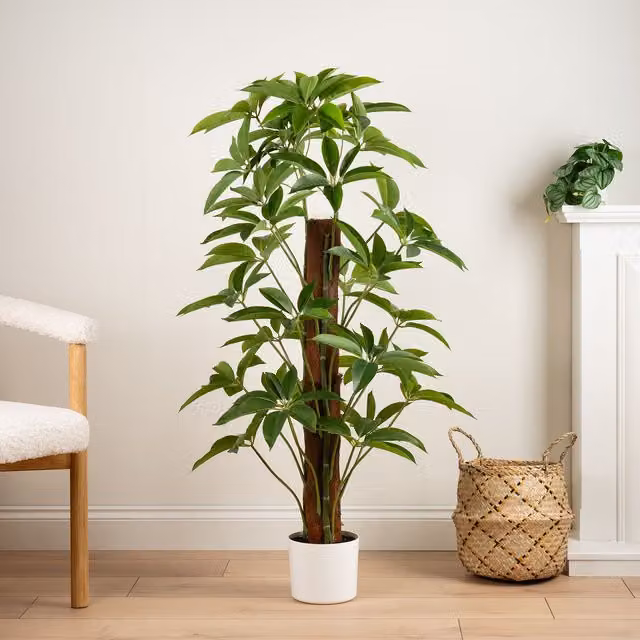Scottish Everlastings Ltd Real Touch Climbing Schefflera Umbrella Plant in White Pot, Green, Height: 120 cm