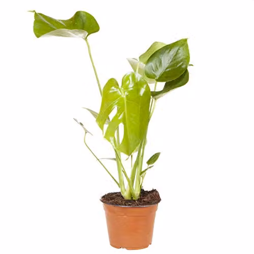 YouGarden Monstera Deliciosa Swiss Cheese Plant, Green Indoor Houseplant, Height: 50 cm
