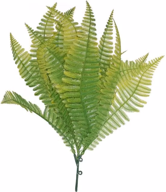 KDMD 2 Pack Potted Light Green Shady Ferns
