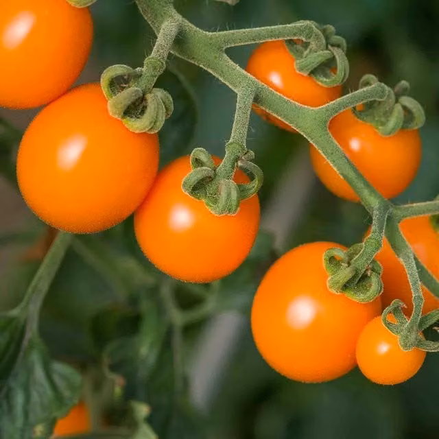 Marshalls Garden Sunset Cherry Tomato Seeds, 10 Seeds