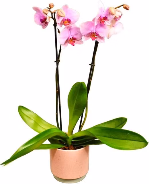 Twin Spiked Phalaenopsis Moth Orchid Live Potted Houseplant in Green Pot
