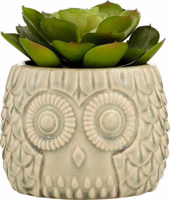 Orsina Fiori Large Green Succulent in a Grey Ceramic Owl Pot