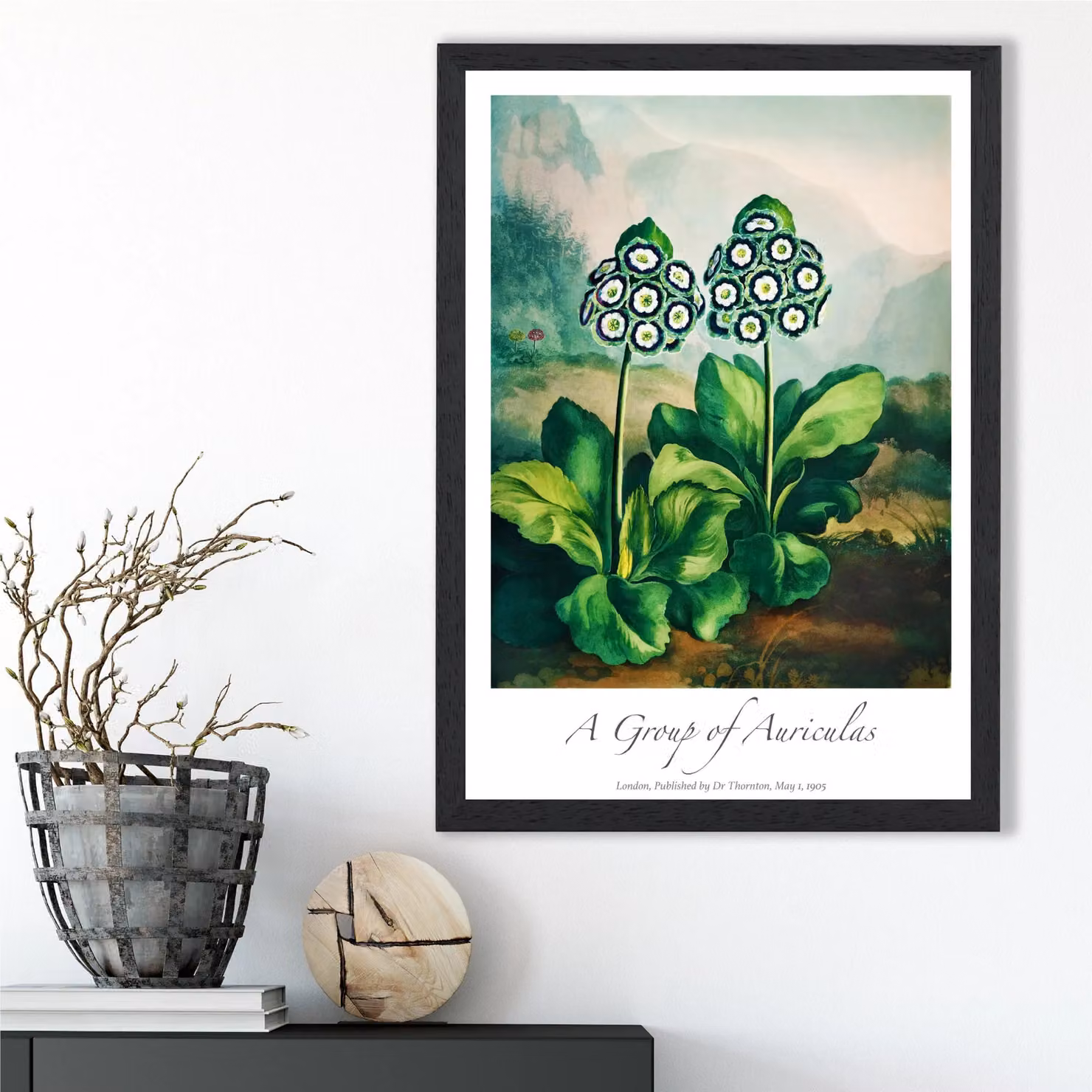 ARTZE Vintage Floral Auricula Flowers Framed Print, A2, Green and Black – 2