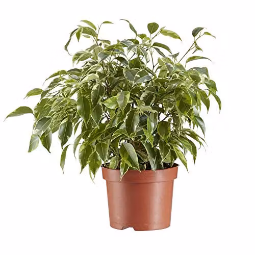 Thompson and Morgan Ficus Benjamina Weeping Fig Indoor Plant with Green Evergreen Foliage in a 12cm Pot – 4