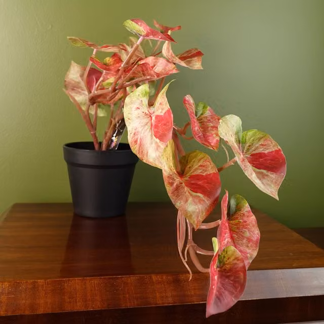 Realistic Pink and White Artificial Caladium Potted Trailing Plant