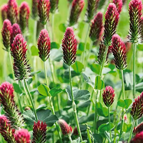 Thompson and Morgan Crimson Clover Green Manure Seeds, Hardy Annual Italian Clover, 60 g