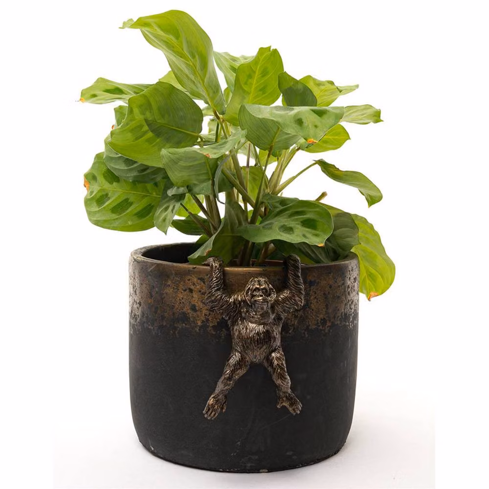 Jardinopia Orangutan Hanging Plant Pot Hanger, Bronze, L11.5 x W7 x H5.5 cm – 7