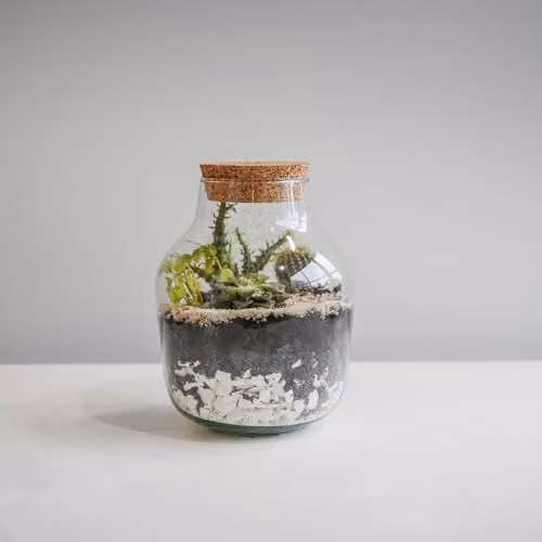 Ivyline Round Glass Tabletop Planter, Transparent, H22 x D17 x W17 cm – 2