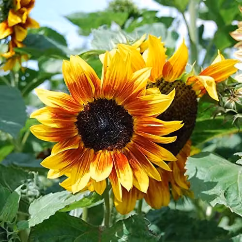 Thompson and Morgan Sunflower Helianthus annuus 'Harlequin' F1 Hybrid Bi-Coloured Seeds, 20 Seeds per Packet – 2