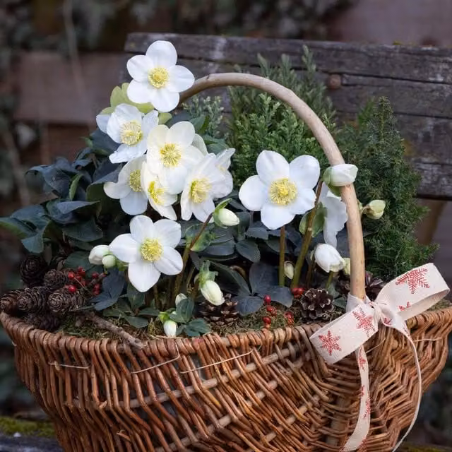 Thompson & Morgan White Hellebore Christmas Carol Potted Perennial Plant, Pack of 2
