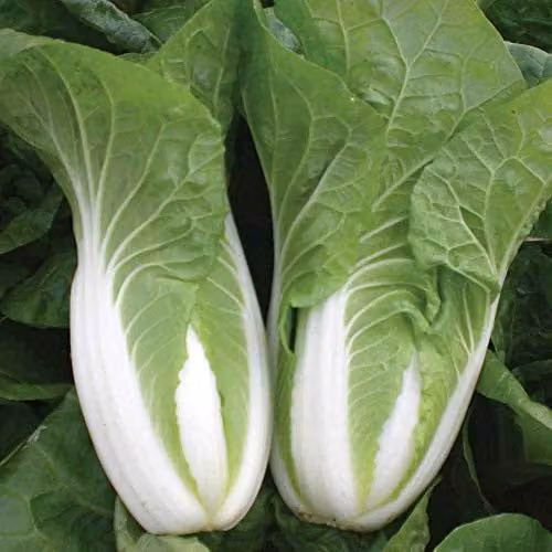 Thompson and Morgan Chinese Cabbage Natsuki Seeds, 30 Seeds per Packet – 1