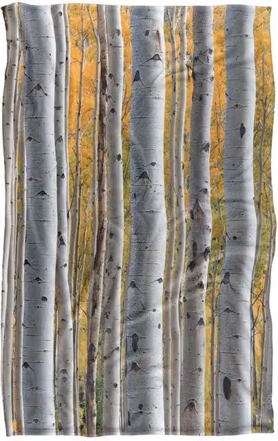 JQ Licensing James Piazza Birch Trees Silky Touch Super Soft Fleece Throw Blanket, Multicolour, W: 91 cm, D: 147 cm – 5