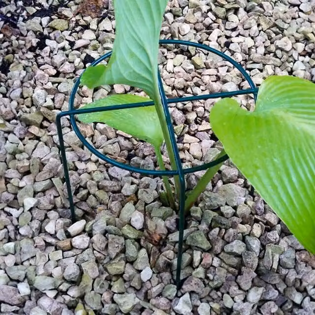 Poppyforge Pack of 4 Small Round Metal Ring Plant Supports in Green, W20 x H30 cm