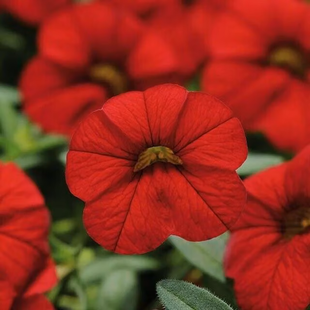 Plants By Post Set of 3 Red Calibrachoa Outdoor Bedding Plants in 9cm Pots