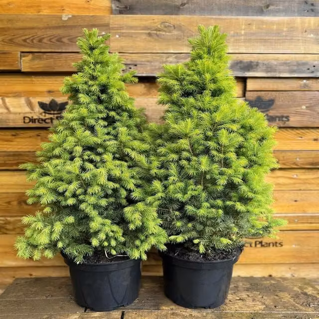 Direct Plants 2x Picea Conica Glauca Alberta Spruce Trees, Green, 60-70cm, 5 Litre Pots