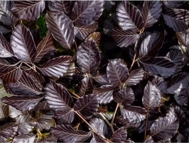 Direct Plants 10x Copper Purple Beech Hedging Plants in Pots, Green and Purple
