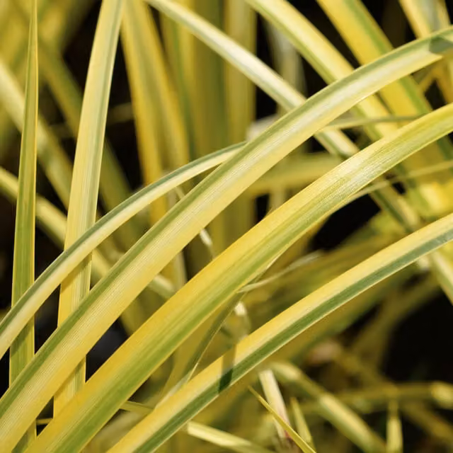 Plants By Post Acorus Ogon Golden Variegated Sweet Flag Perennial Marsh Plant in Pot, Yellow and Green