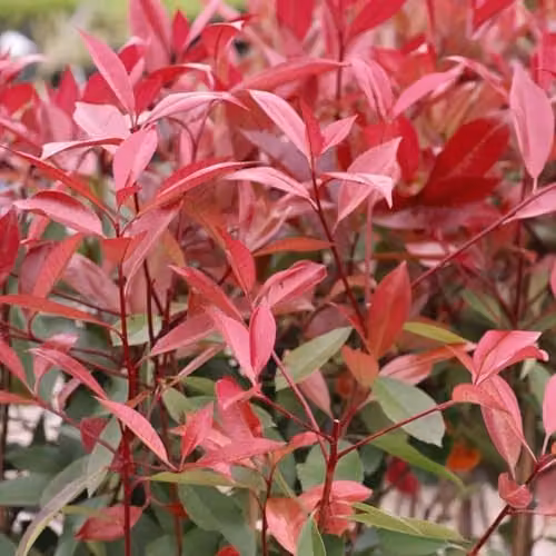 Thompson & Morgan Photinia Red Robin Standard Ornamental Shrub, Red and Green, 4 x 3 Litre Pots