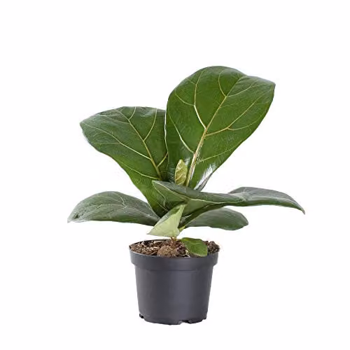 Thompson and Morgan Ficus Lyrata Compacta Fiddle-Leaf Fig Indoor House Plants, Pack of 2, 9cm Pot – 4