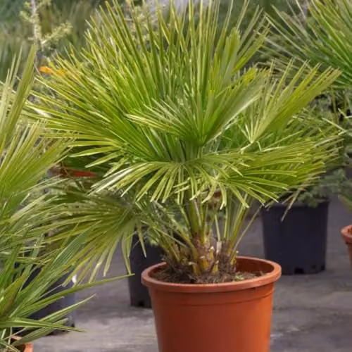 Thompson & Morgan Chamaerops humilis 'Vulcano' Compact Evergreen Dwarf Fan Palm, Green, 1x 22cm Potted Plant – 2