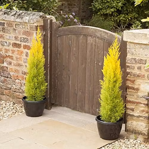 You Garden Set of 3 Goldcrest Cupressus Conifer Macrocarpa Trees in 10.5cm Pots, Height: 28-30cm