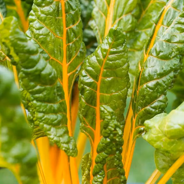 Marshalls Garden Bright Yellow Swiss Chard Seeds, High-Yield RHS Awarded Variety, 200 Seeds