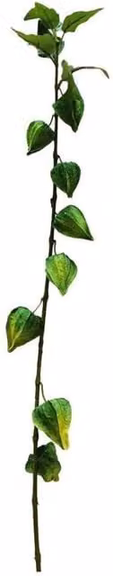 KDMD Botanica Green Houzouki Artificial Plant, 2 Pack, Height: 91 cm