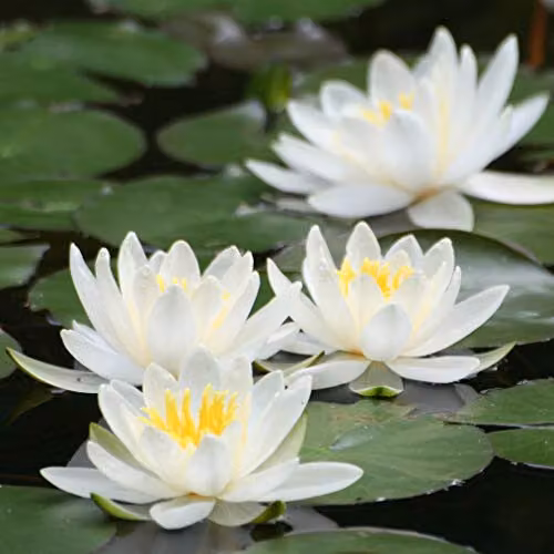 YouGarden White Nymphaea Albida Deep Water Lily Planting Kit