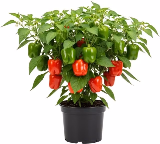 Plants By Post Liberty Belle Sweet Pepper Potted Plants, Green ripening to Red, 3 Plants