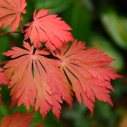Thompson & Morgan Acer Japonicum Aconitifolium Japanese Maple Tree Plant with Red Autumn Colour, 4 Litre Pot