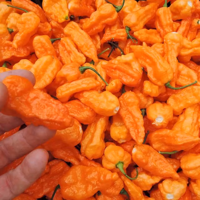 Marshalls Garden Draco Orange Chilli Seeds
