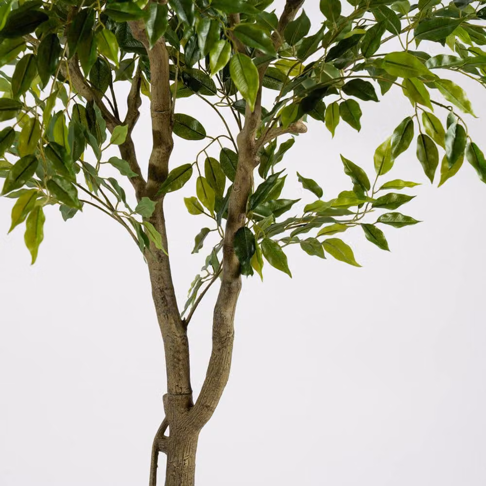 Scottish Everlastings Ltd 170cm Real Touch Ficus Tree in Green Plastic Pot – 2