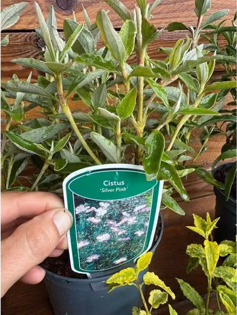 Direct Plants 3x Mixed Large Cistus Rock Rose Ornamental Shrubs in 23L Pots