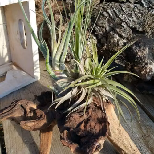 Thompson & Morgan Set of 3 Air Plants on Rustic Bog Wood in Multicolour and Green – 2