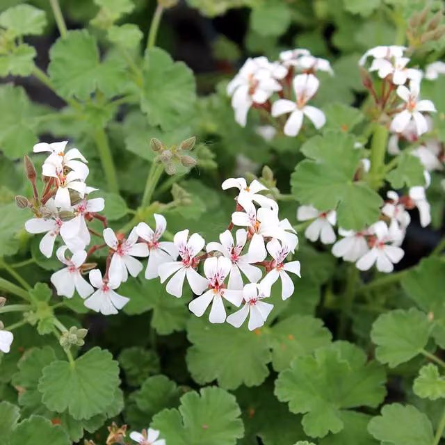 Plant Theory Set of 3 White Fragrant Pelargonium Bedding Plants in 9cm Pots