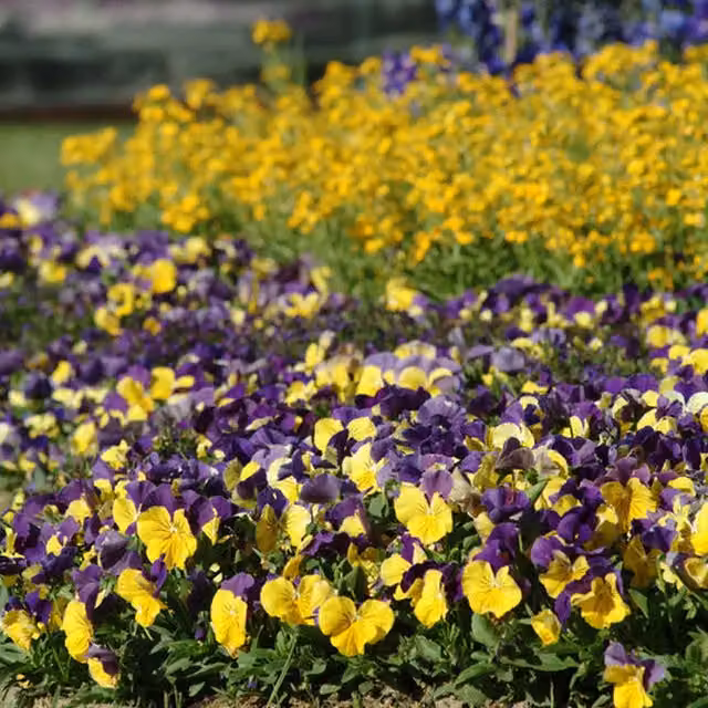 Plants by Post Pansy Morpho 12 Plug Plants, Yellow Multicoloured Bedding Flowers