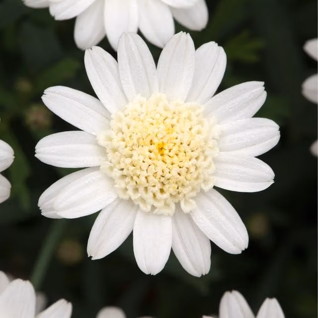 Plants By Post Argyranthemum Double White Daisy Like Ornamental Shrub, Height: 40 cm