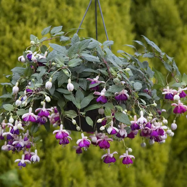 Set of 3 Plant Theory Fuchsia Bedding Plants in 9cm Pots, Pink and Purple