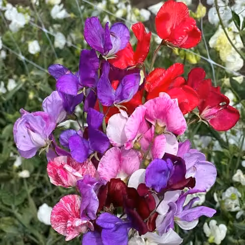 Thompson and Morgan Sweet Pea Scentsational Mix Scented Hardy Annual Climbing Flower Seeds, Mixed Colours, 25 Seeds