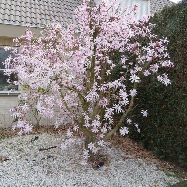 Marshalls Garden Pink Magnolia Leonard Messel Ornamental Tree