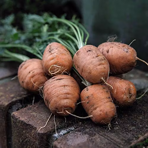 Thompson and Morgan Carrot Paris Market Atlas Vegetable Seeds, 500 Seeds