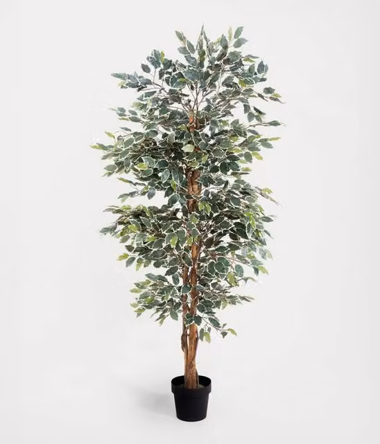 Blooming Artificial Green Ficus Tree, Height: 152.4 cm
