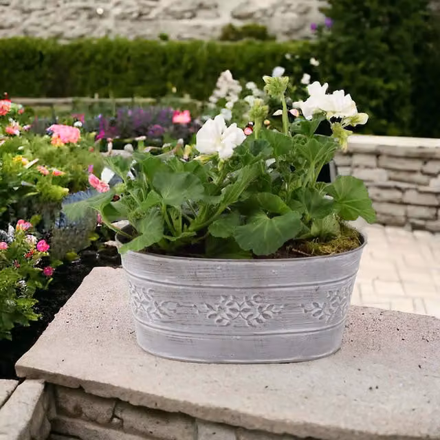 Plants by Post White Geranium in a White Metal Trough Window Box
