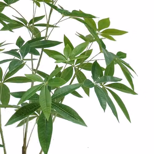 Botanik Realistic Artificial Money Tree Pachira Faux Plant, Green, H 120 cm x W 70 cm x D 70 cm – 2