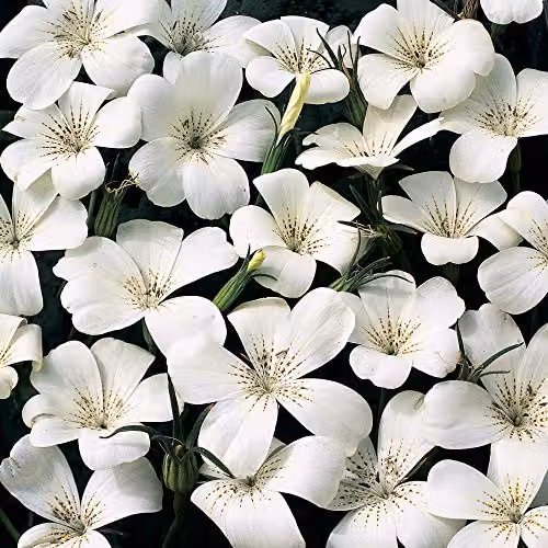 Thompson and Morgan Agrostemma githago Ocean Pearl Corn Cockle White Flower Seeds, 75 Seeds – 2